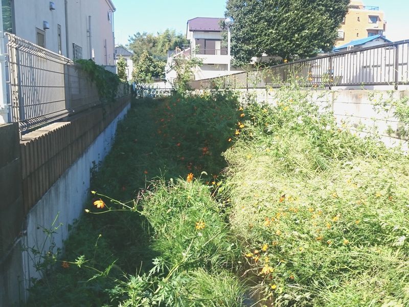 鎌倉パスタ駐車場脇