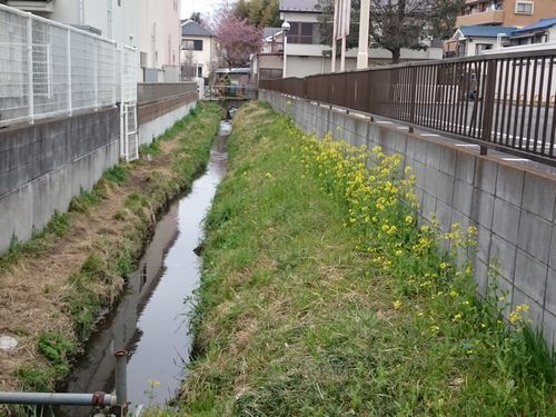ヤマモモ公園脇