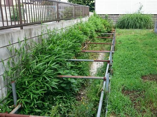 ヤマモモ公園脇