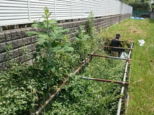 ヤマモモ公園脇