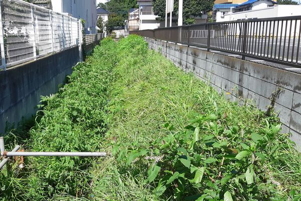 ヤマモモ公園脇