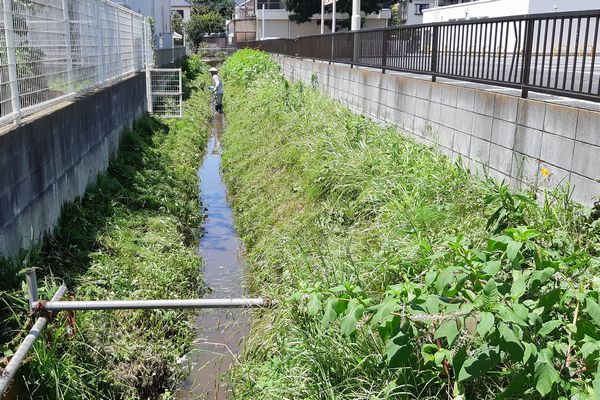 ヤマモモ公園脇