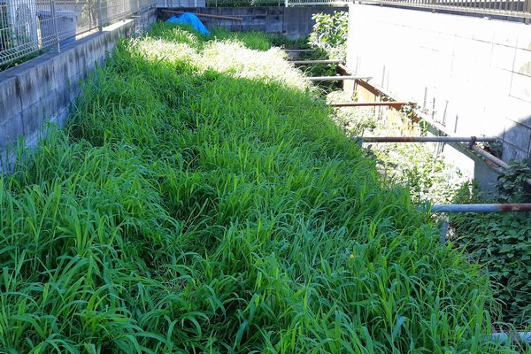 ヤマモモ公園脇