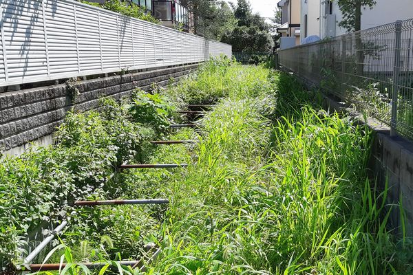 ヤマモモ公園脇