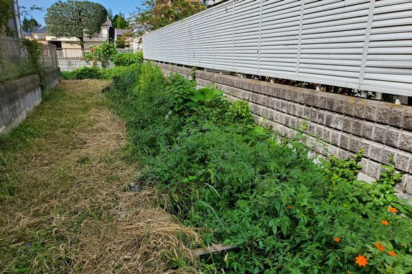 ヤマモモ公園脇