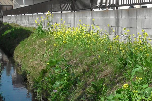 ヤマモモ公園脇