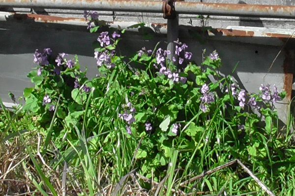 ヤマモモ公園脇