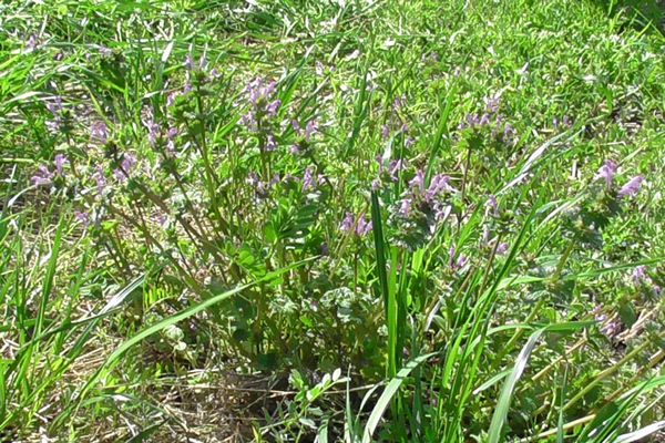 ヤマモモ公園脇