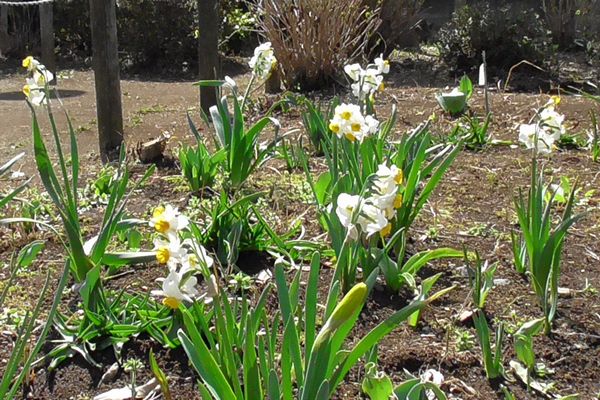 ヤマモモ公園脇