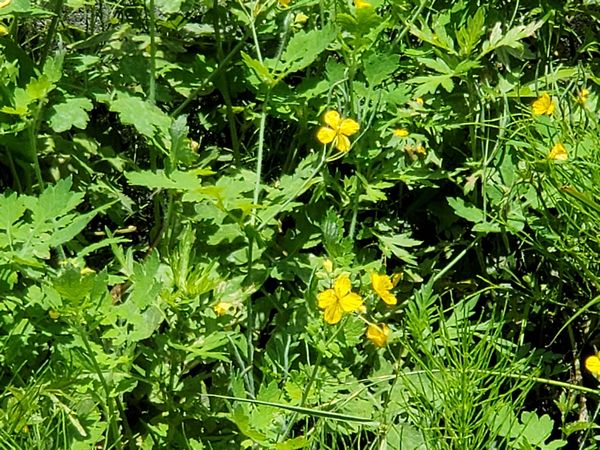 ヤマモモ公園脇