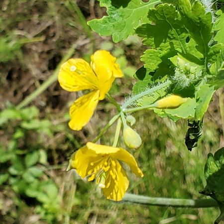 ヤマモモ公園脇