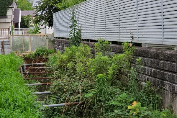 ヤマモモ公園脇