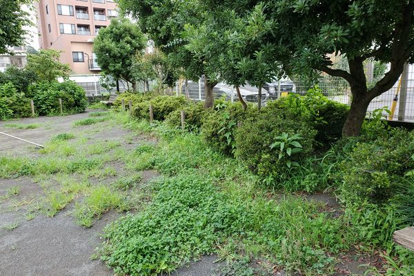 ヤマモモ公園脇