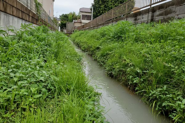 ヤマモモ公園脇