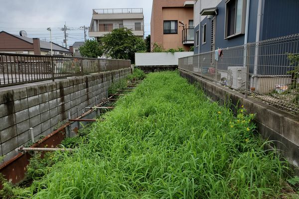 ヤマモモ公園脇