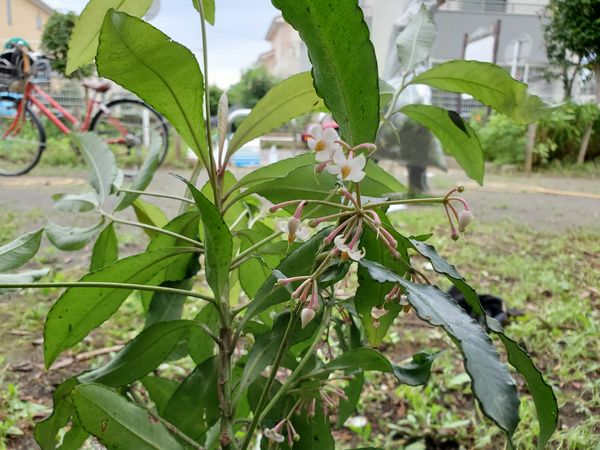 ヤマモモ公園脇