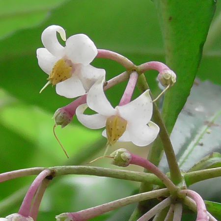 ヤマモモ公園脇
