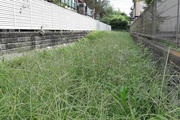 ヤマモモ公園脇