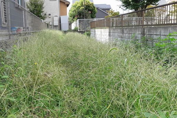 ヤマモモ公園脇