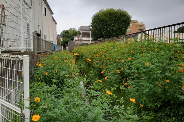 ヤマモモ公園脇
