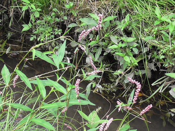 ヤマモモ公園脇