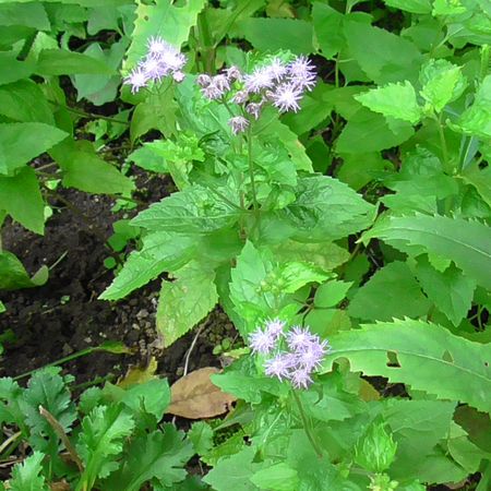 北町地域センター