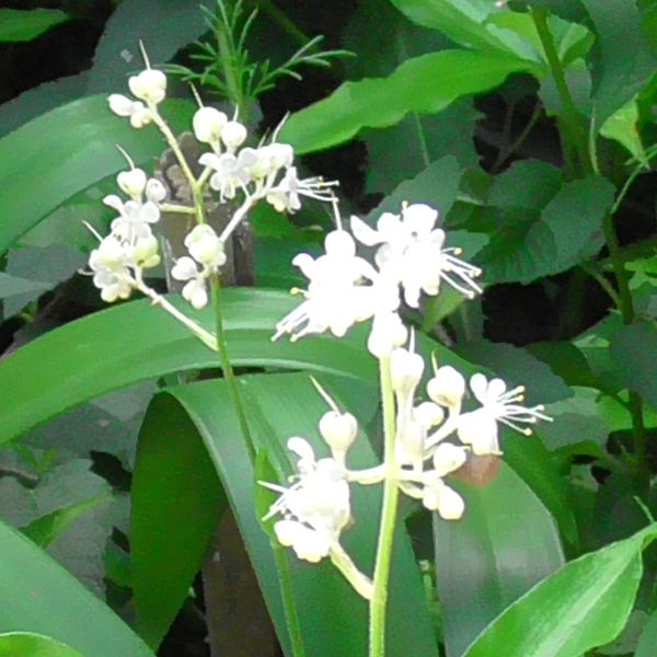 北町地域センター