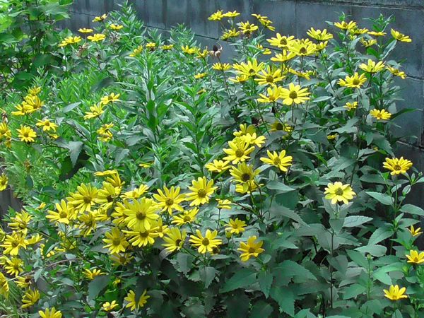 北町地域センター