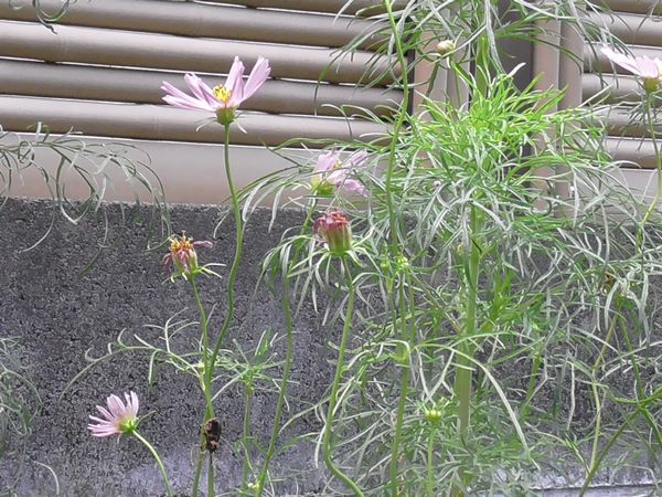 北町地域センター