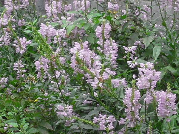 北町地域センター