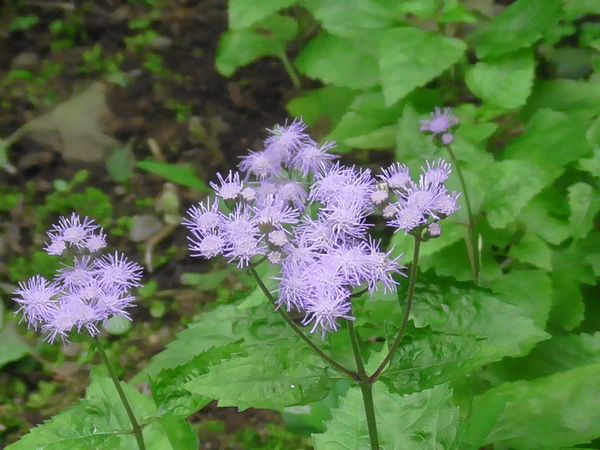 北町地域センター