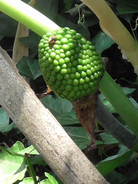 北町地域センター