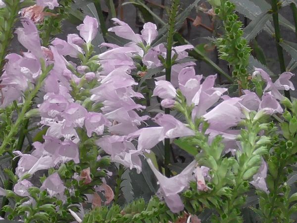 北町地域センター