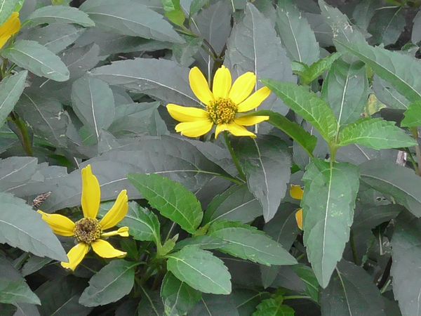 北町地域センター