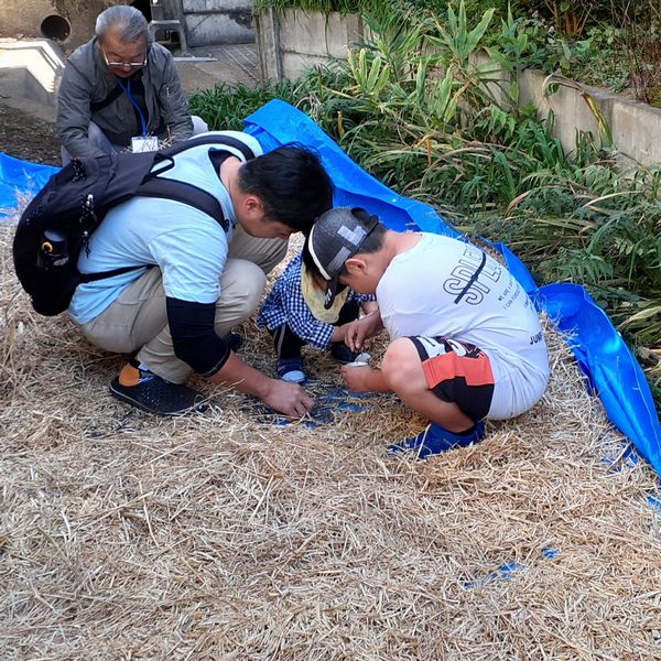 菜の花の種蒔き