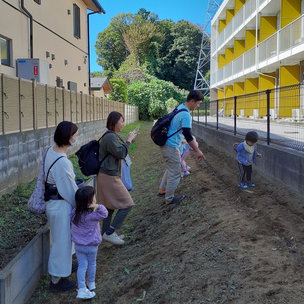 菜の花の種蒔き